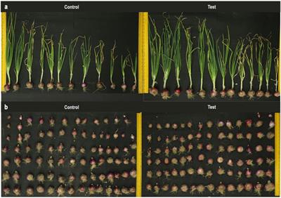 Sustainable nano-interventions to enhance crop yield, anthocyanin content, and marketability of onion (Allium cepa)